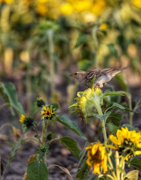 Foto close-up de borboleta em flor