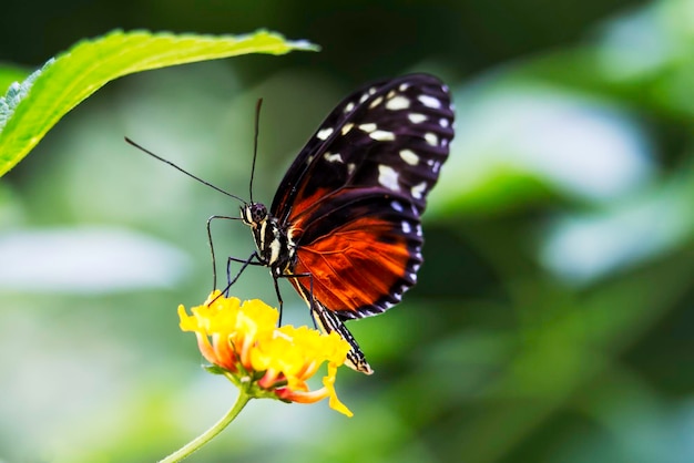 Foto close-up de borboleta em flor