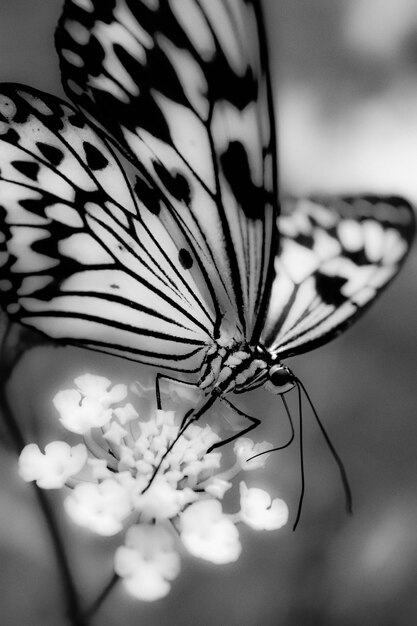 Foto close-up de borboleta em flor