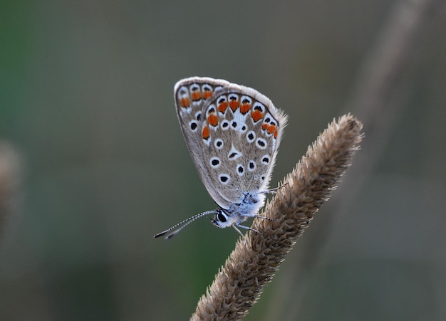 Close-up de borboleta em flor