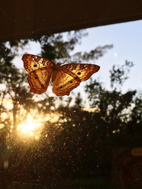 Foto close-up de borboleta em folha contra o céu