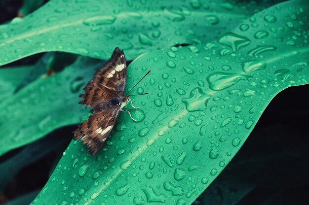 Foto close-up de borboleta em folha molhada