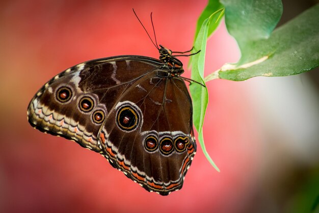 Close-up de borboleta em folha