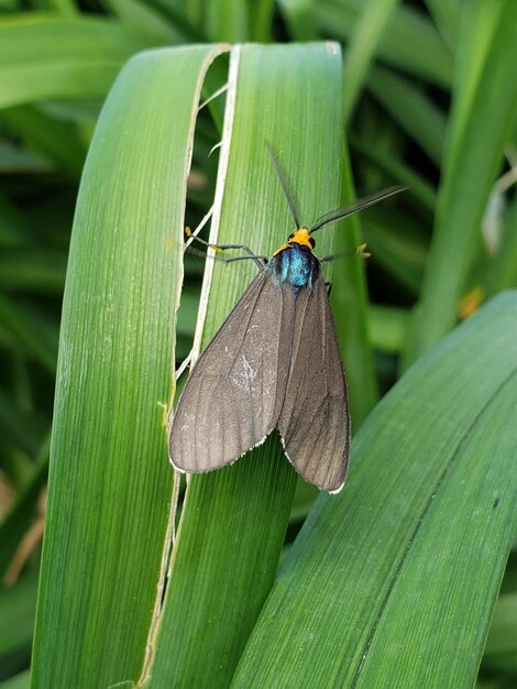 Foto close-up de borboleta em folha