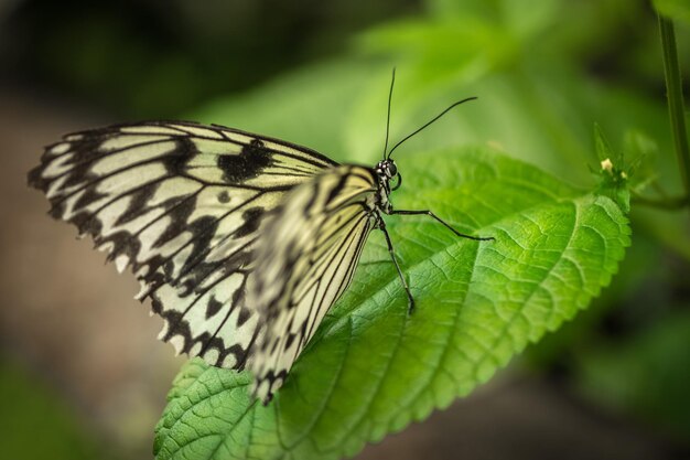 Foto close-up de borboleta em folha