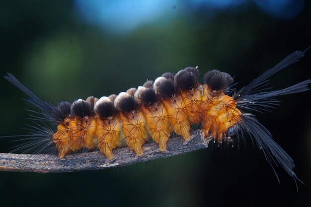 Close-up de borboleta em folha