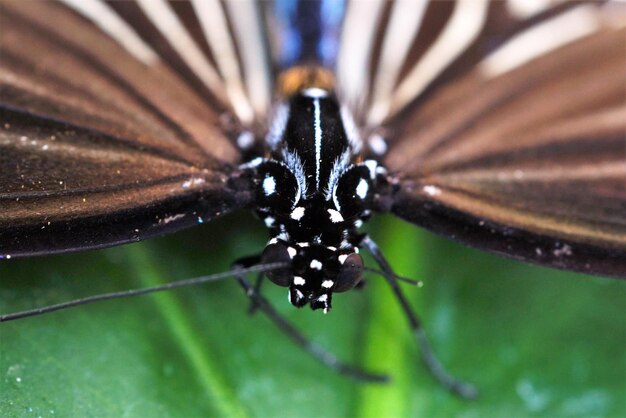 Foto close-up de borboleta em folha