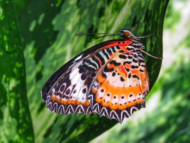 Close-up de borboleta em folha