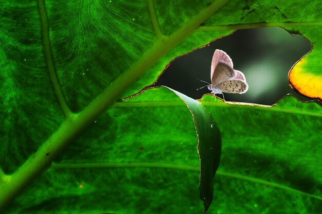 Foto close-up de borboleta em folha