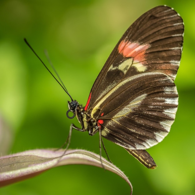 Foto close-up de borboleta em folha
