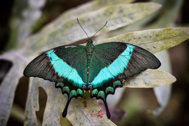 Close-up de borboleta em folha