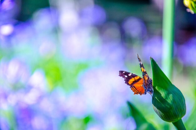 Foto close-up de borboleta em folha