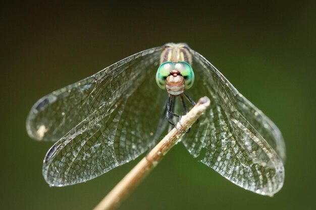 Close-up de borboleta em folha