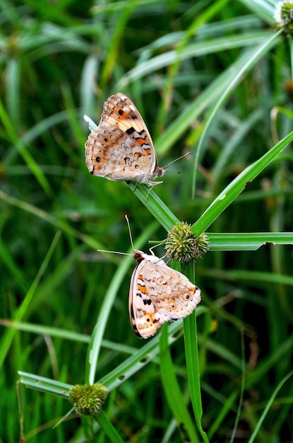 Foto close-up de borboleta em folha