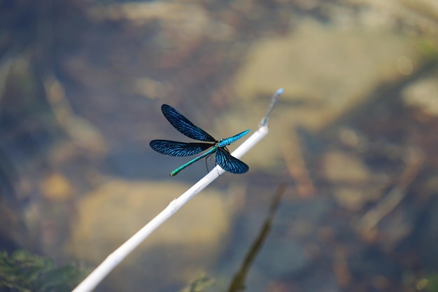 Close-up de borboleta em folha