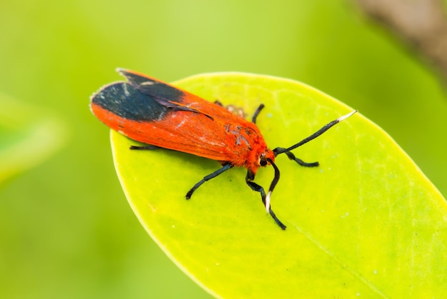 Foto close-up de borboleta em folha