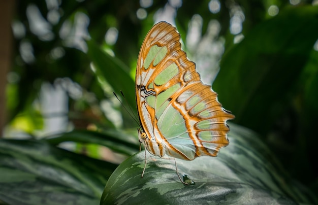 Close-up de borboleta em folha