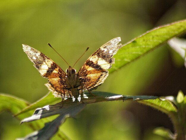 Close-up de borboleta em folha