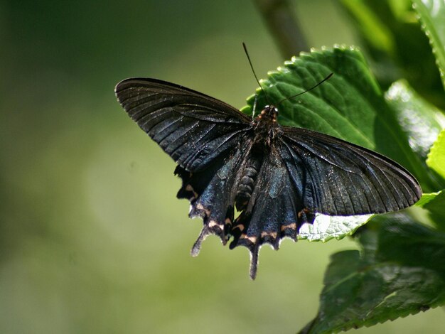 Close-up de borboleta em folha