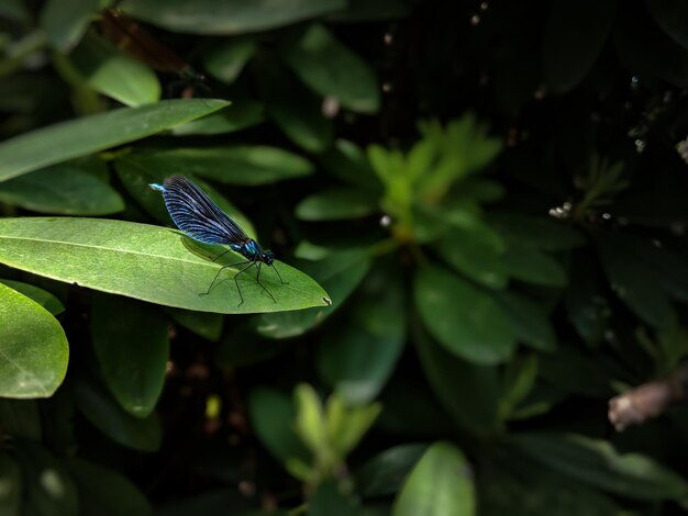 Foto close-up de borboleta em folha