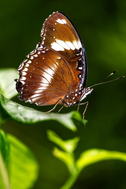 Close-up de borboleta em folha