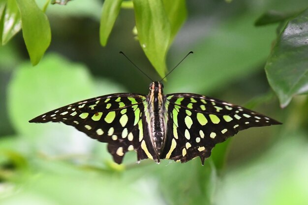 Close-up de borboleta em folha