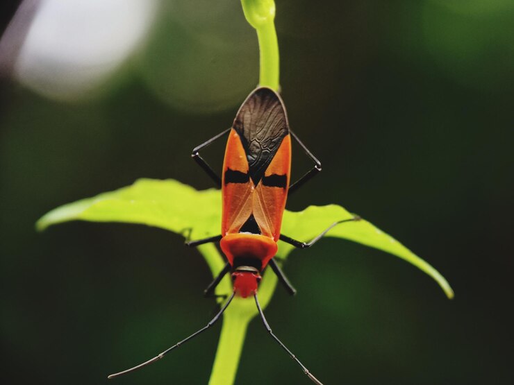 Foto close-up de borboleta em folha