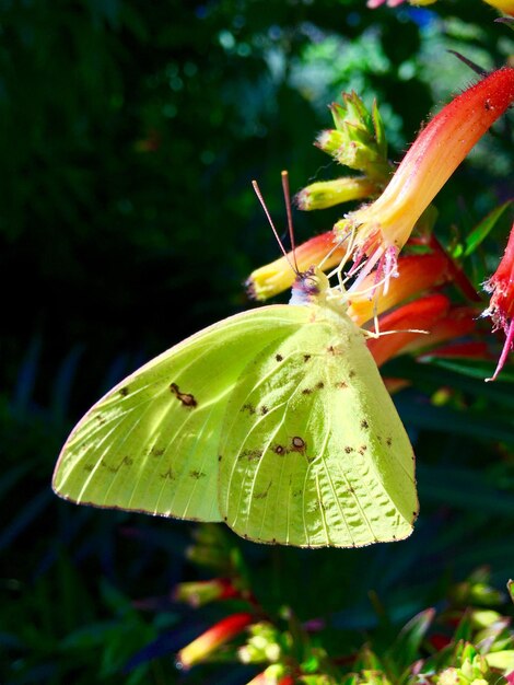 Foto close-up de borboleta em folha