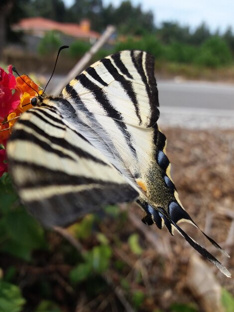 Foto close-up de borboleta em folha