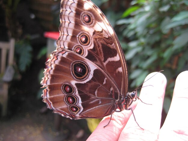 Foto close-up de borboleta em folha