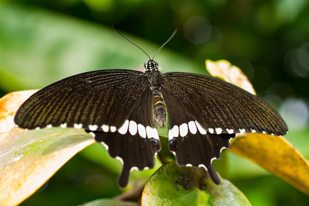 Close-up de borboleta em folha