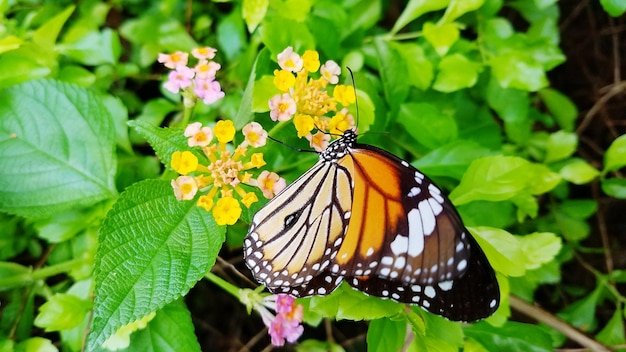 Close-up de borboleta em folha