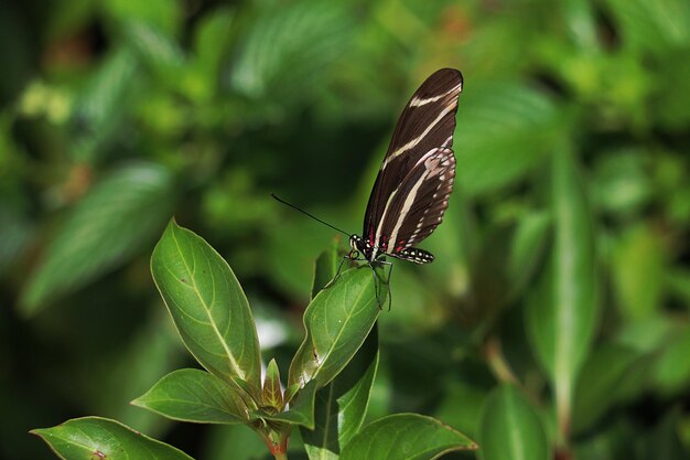 Foto close-up de borboleta em folha