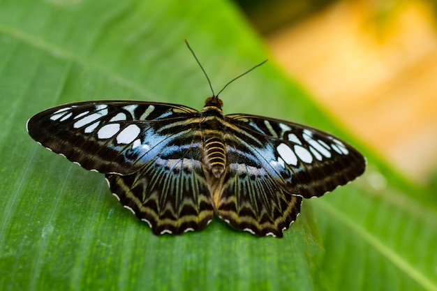 Close-up de borboleta em folha