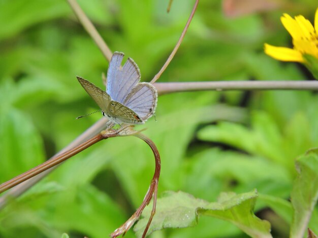 Foto close-up de borboleta em folha