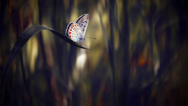 Foto close-up de borboleta em folha