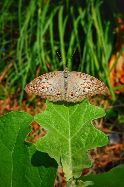 Foto close-up de borboleta em folha