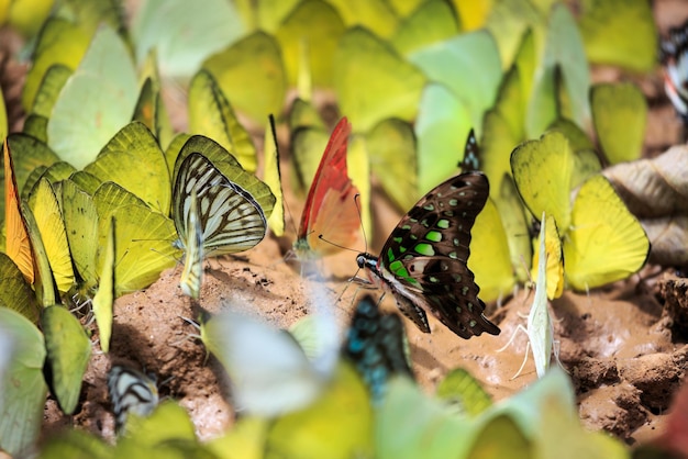 Foto close-up de borboleta em folha