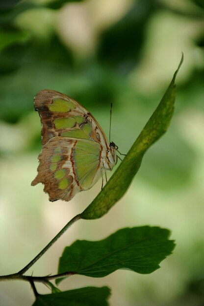 Foto close-up de borboleta em folhas