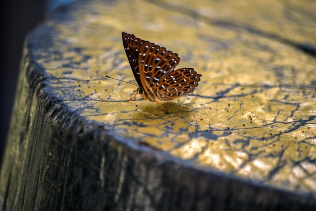 Foto close-up de borboleta em madeira