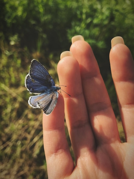 Foto close-up de borboleta em mão recortada