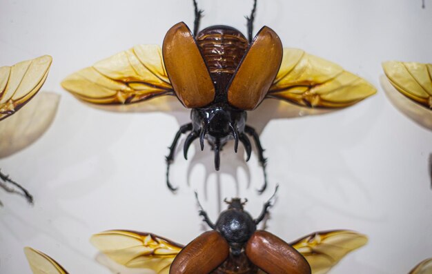 Foto close-up de borboleta em mesa