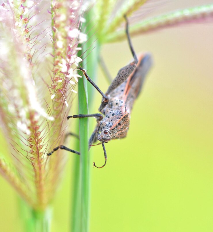 Foto close-up de borboleta em planta