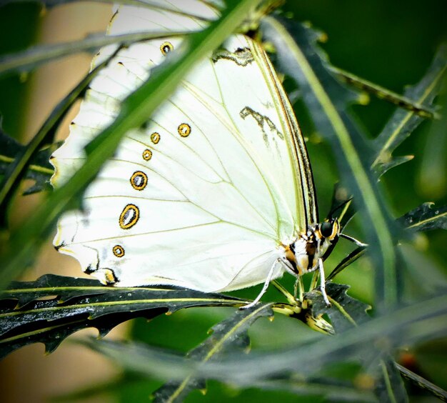 Foto close-up de borboleta em planta