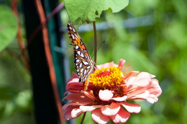 Close-up de borboleta em planta