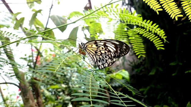 Close-up de borboleta em planta