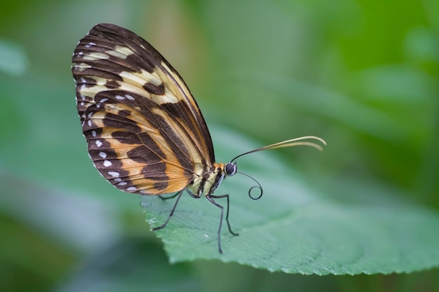 Close-up de borboleta em planta