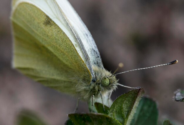 Foto close-up de borboleta em planta