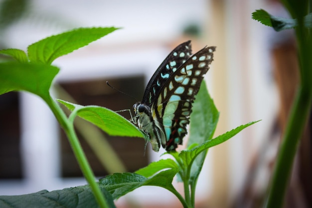 Foto close-up de borboleta em planta