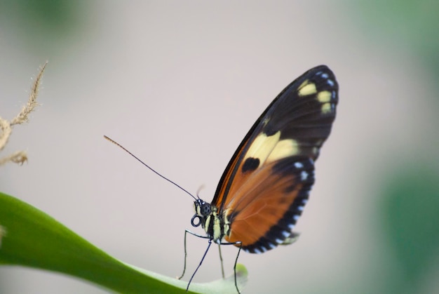 Close-up de borboleta em planta